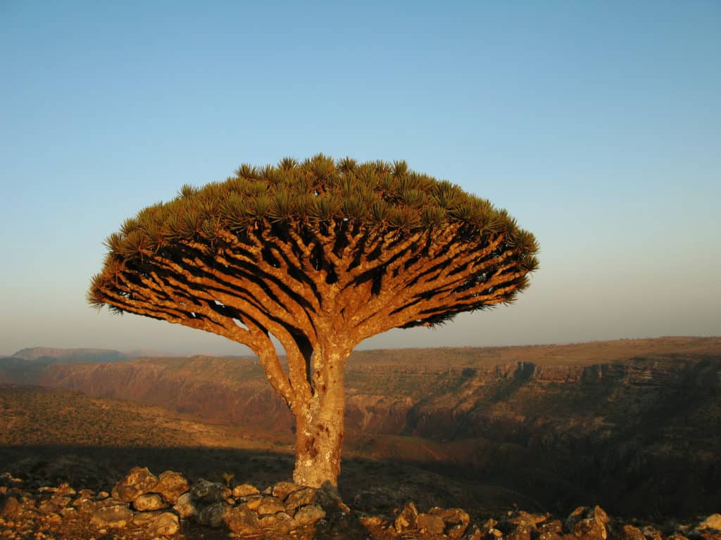 也门索科特拉岛，地球上最像外星的岛屿 - 知乎